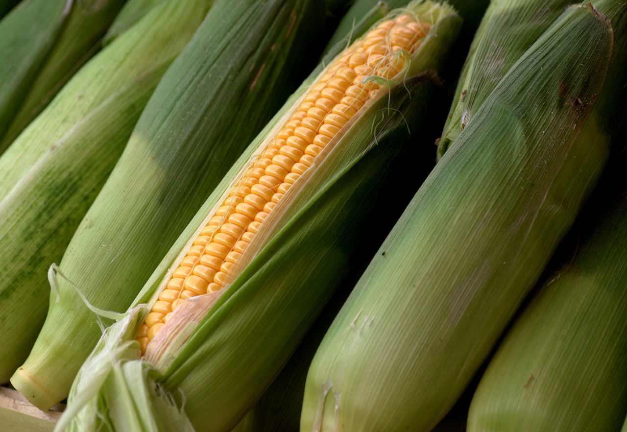 Sweet Corn still on husk by wal_172619 via Pixabay